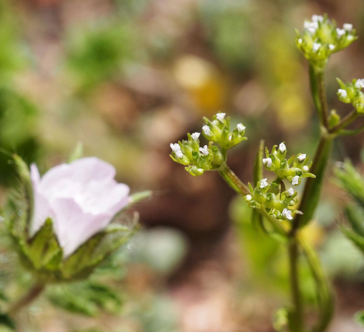 Corn-salad, Toothed plant